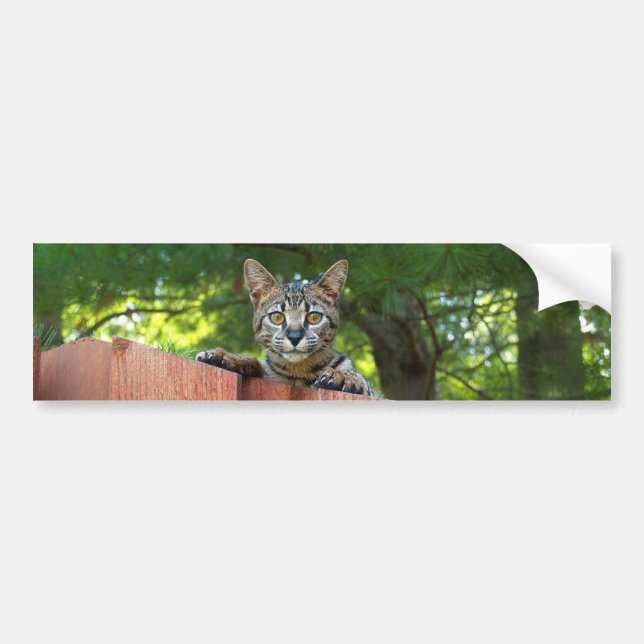 Savannah Cat Background Bumper Sticker Bildekal (Framsidan)