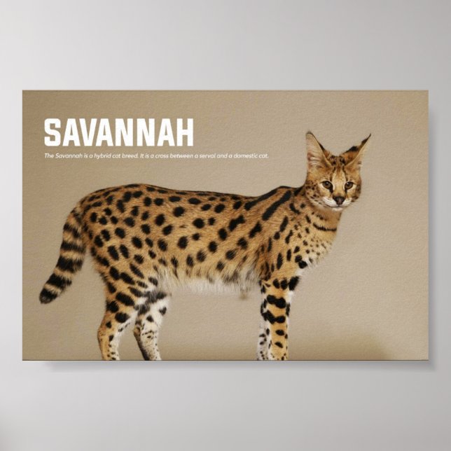 Savannah Cat Breed Poster (Framsidan)