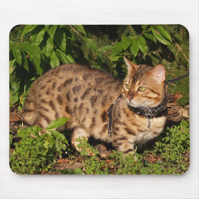 Savannah Cat Mousepad Musmatta (Framsidan)