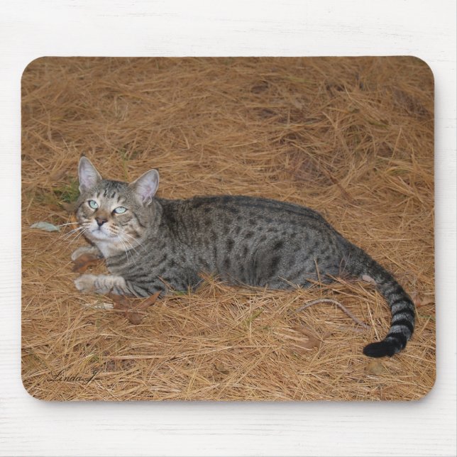 Savannah Cat Mousepad Musmatta (Framsidan)