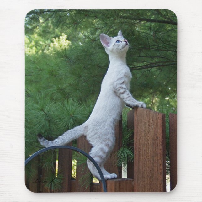 Savannah Cat Mousepad Musmatta (Framsidan)