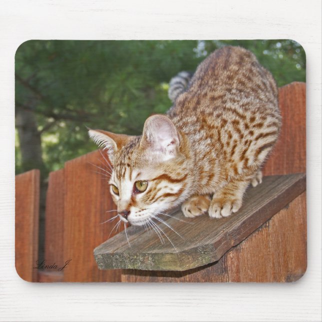 Savannah Cat Mousepad Musmatta (Framsidan)