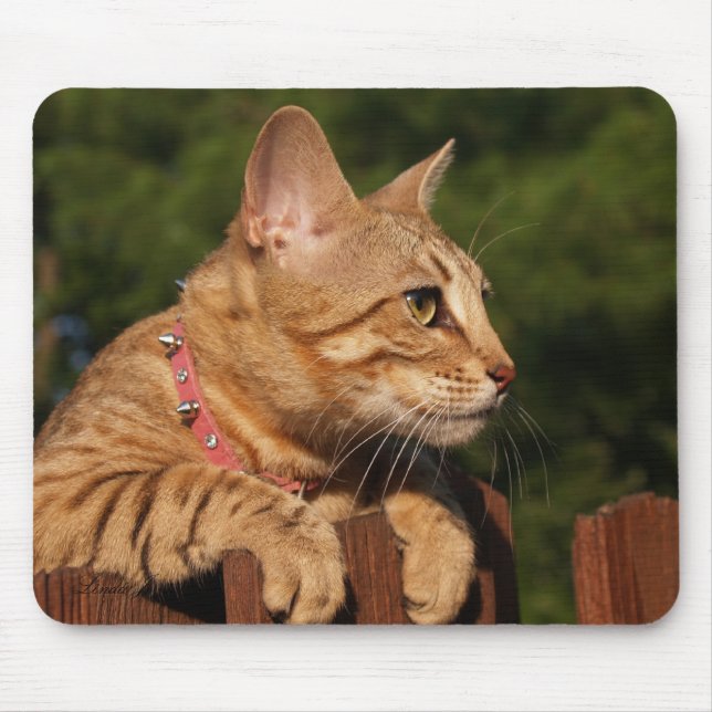 Savannah Cat Mousepad Musmatta (Framsidan)