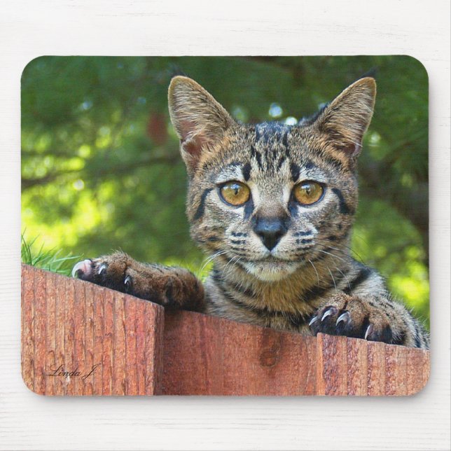 Savannah Cat Mousepad Musmatta (Framsidan)