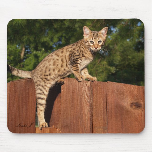 Savannah Cat Mousepad Musmatta (Framsidan)