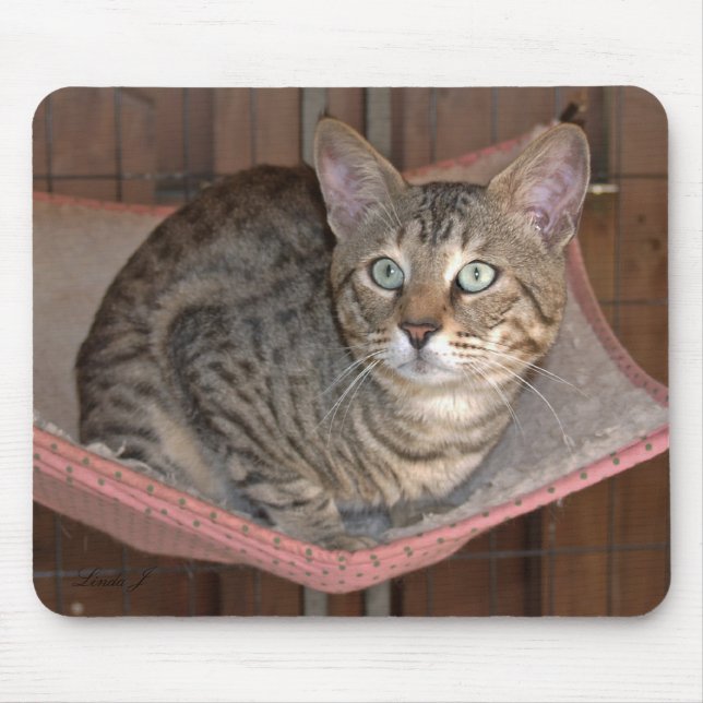 Savannah Cat Mousepad Musmatta (Framsidan)