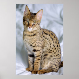 Savannah ‎ Cat Poster