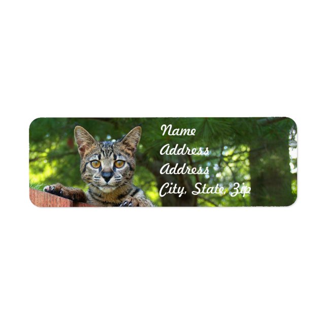 Savannah Cat Returadress Sticker Etikett (Framsidan)