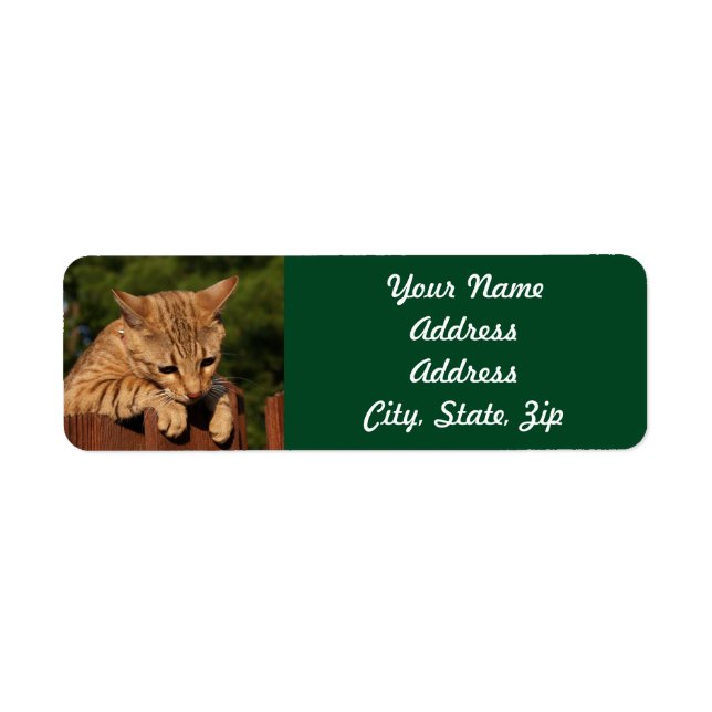 Savannah Cat Returadress Sticker Etikett (Framsidan)