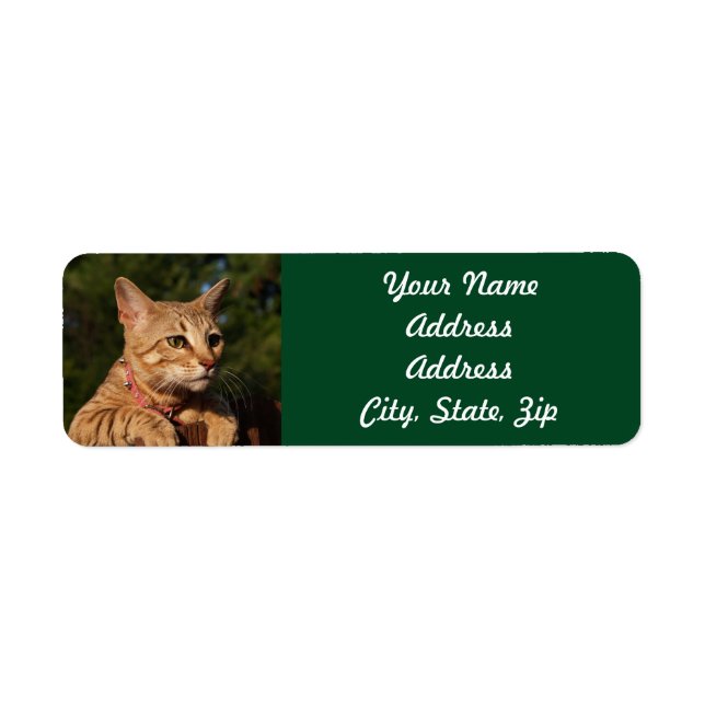 Savannah Cat Returadress Sticker Returadress Etikett (Framsidan)