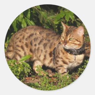 Savannah Cat Round Sticker Runt Klistermärke