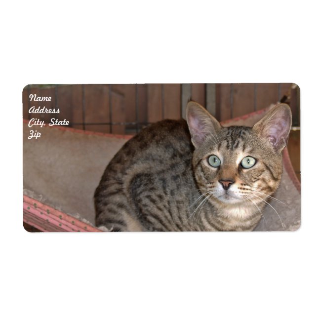 Savannah Cat Shipping Label Fraktsedel (Framsidan)