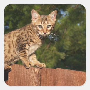 Savannah Cat Square Sticker Fyrkantigt Klistermärke