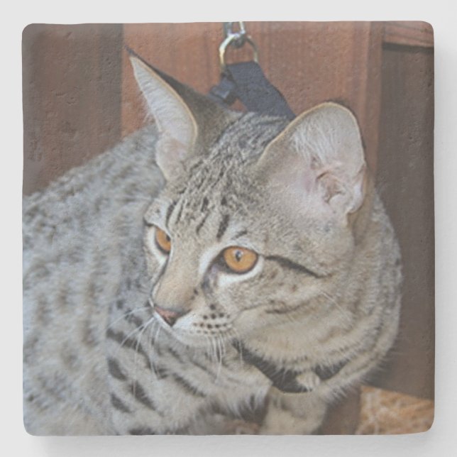 Savannah Cat Square Underlägg (Framsidan)