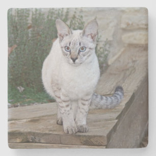 Savannah Cat Square Underlägg