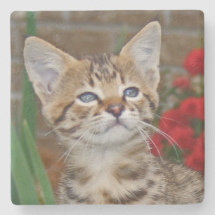 Savannah Cat Square Underlägg