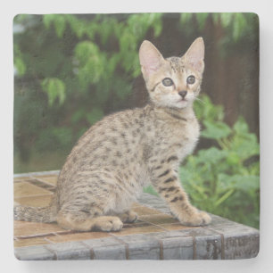 Savannah Cat Square Underlägg
