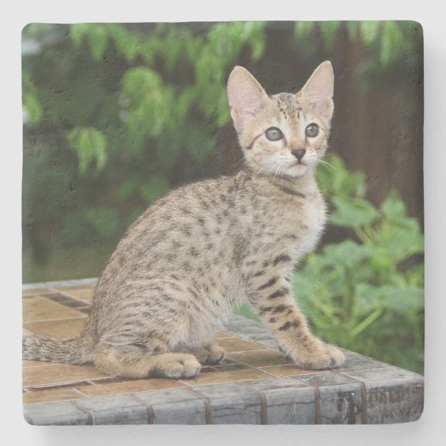 Savannah Cat Square Underlägg (Framsidan)