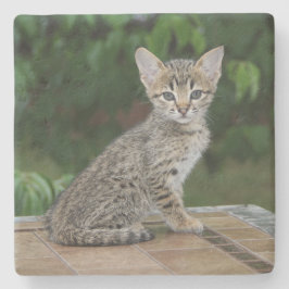 Savannah Cat Square Underlägg