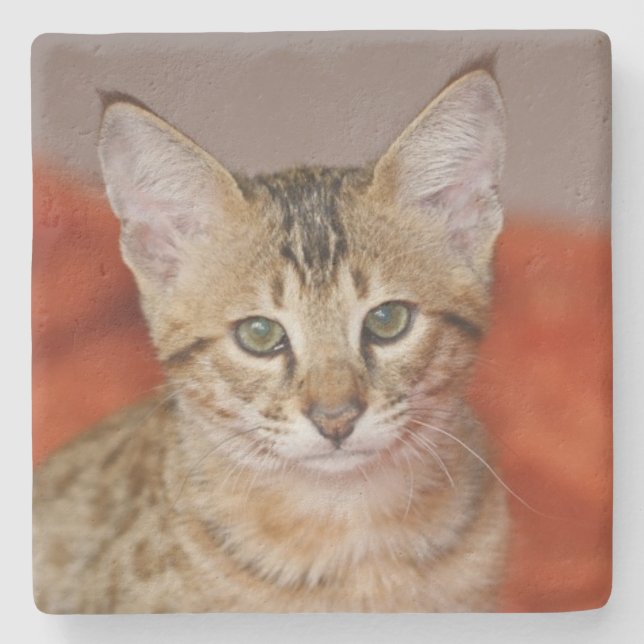 Savannah Cat Square Underlägg (Framsidan)