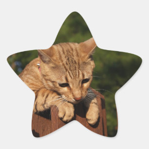 Savannah Cat Star Sticker Stjärnformat Klistermärke