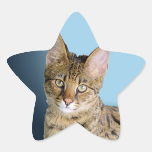 Savannah Cat Stjärnformat Klistermärke