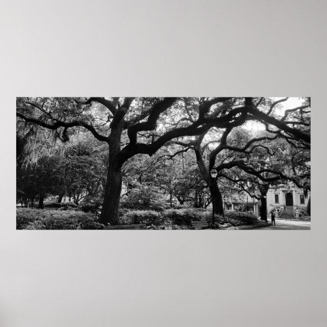 Savannah Ga Park. MD Fotography Poster (Framsidan)