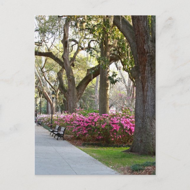 Savannah Georgia i Vår Forsyth Park Azaleas Oa Vykort (Framsida)