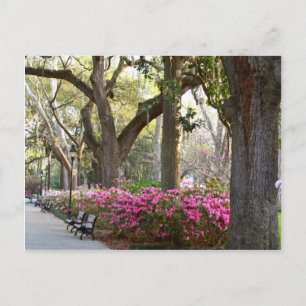Savannah Georgia i Vår Forsyth Park Azaleas Oa Vykort