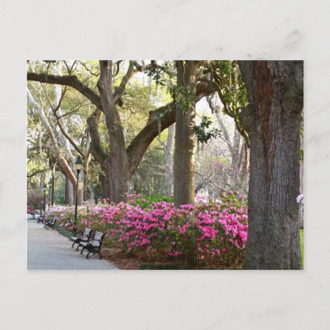 Savannah Georgia i Vår Forsyth Park Azaleas Oa Vykort (Framsida)