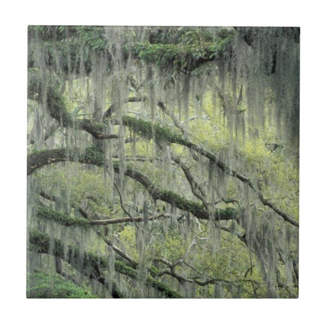 Savannah, Georgia, Live Oak-träd dräkt med Kakelplatta (Framsidan)