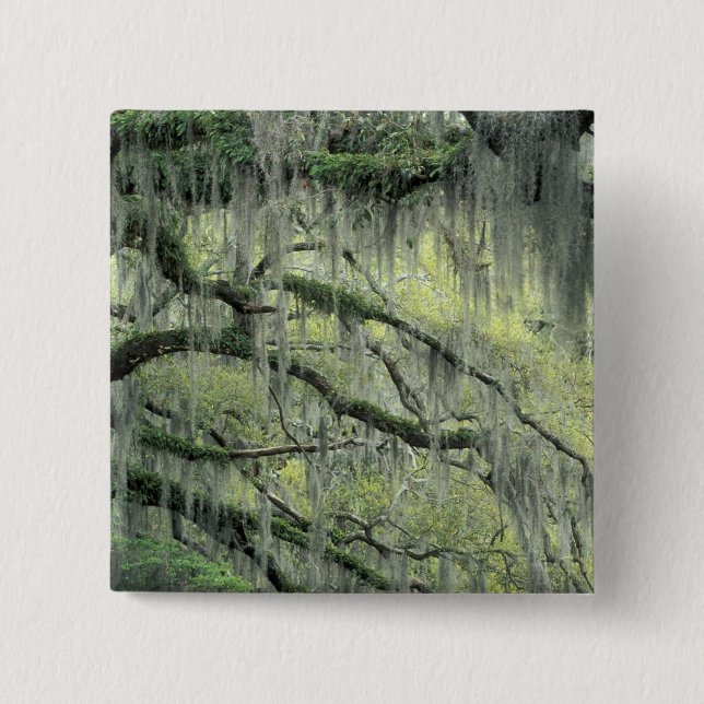 Savannah, Georgia, Live Oak-träd dräkt med Knapp (Framsida)