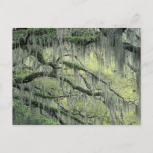 Savannah, Georgia, Live Oak-träd dräkt med Vykort