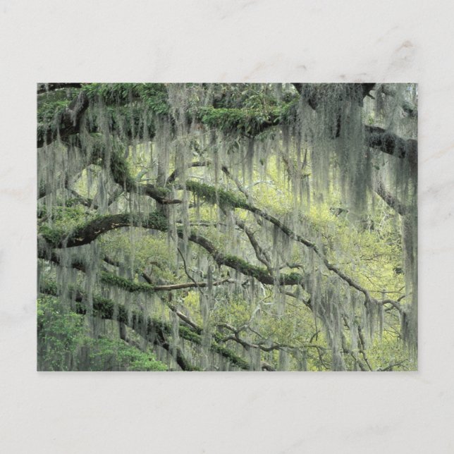 Savannah, Georgia, Live Oak-träd dräkt med Vykort (Framsida)