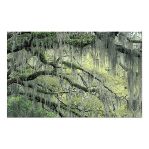 Savannah, Georgia, Live Oak-träd draperat med Fototryck