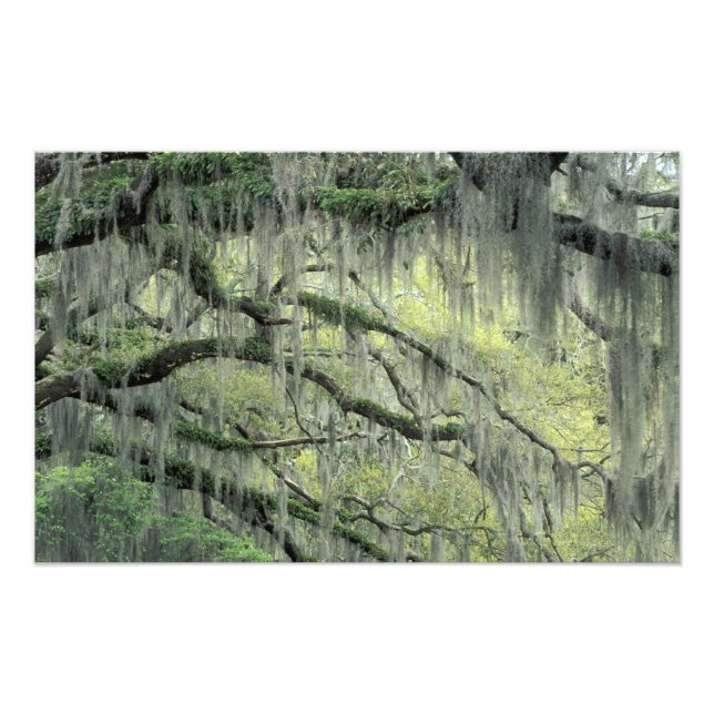 Savannah, Georgia, Live Oak-träd draperat med Fototryck (Framsidan)