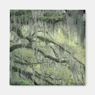 Savannah, Georgia, Live Oak-träd draperat med Magnet