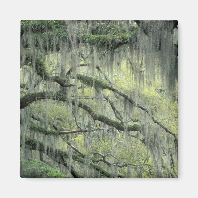 Savannah, Georgia, Live Oak-träd draperat med Magnet (Framsidan)