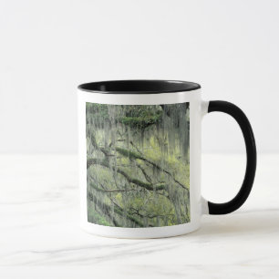 Savannah, Georgia, Live Oak-träd draperat med Mugg