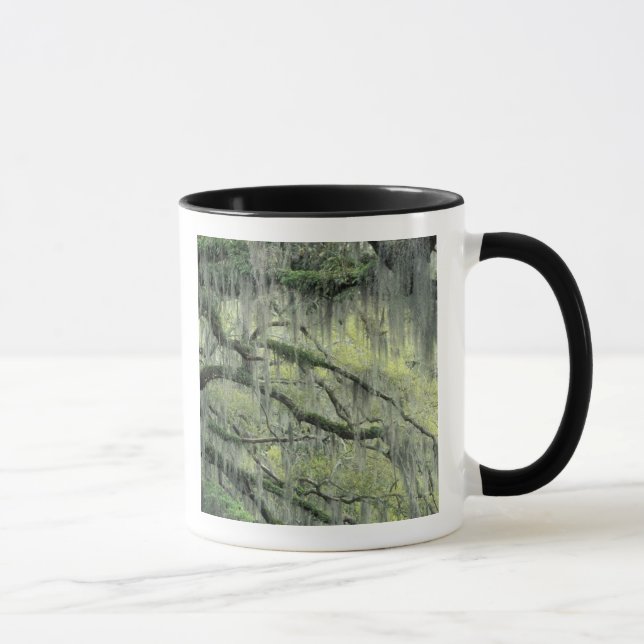 Savannah, Georgia, Live Oak-träd draperat med Mugg (Höger)