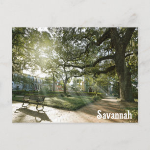Savannah Georgia Southern Live Oak Träd Park Vykort