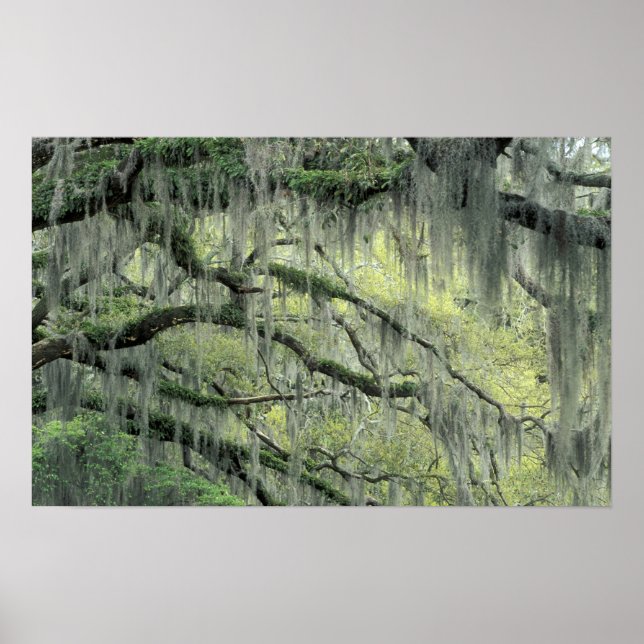 Savannah, Georgien, Live Oak träd, skrapat med Poster (Framsidan)