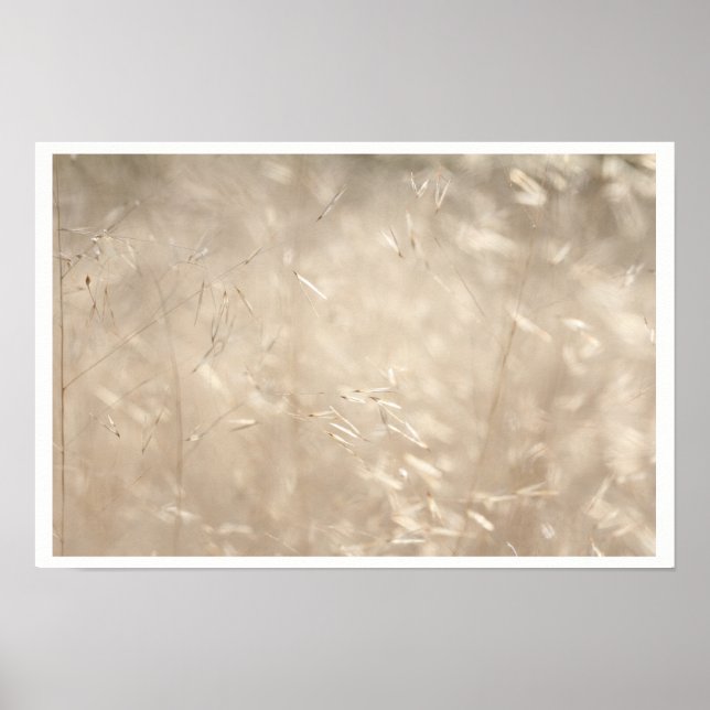 Savannah Golden Grass A3 Poster (Framsidan)