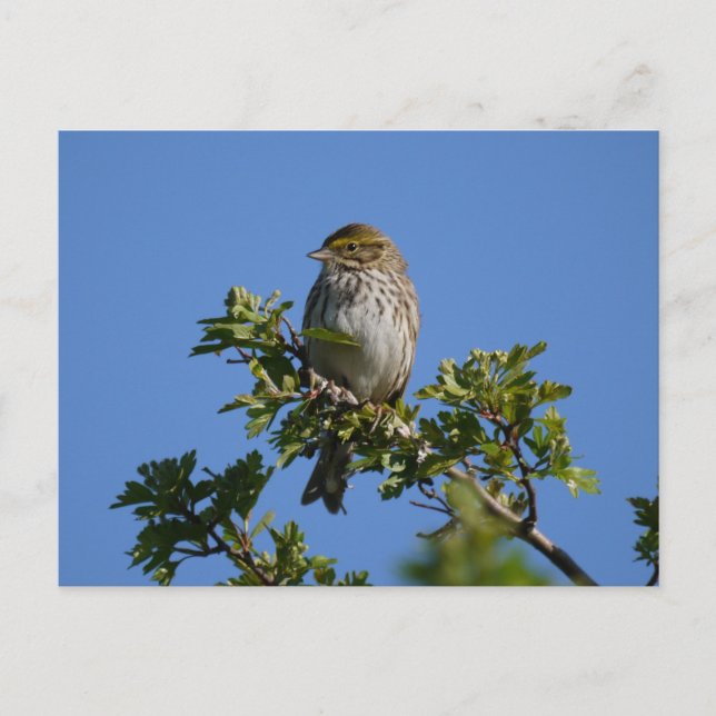 Savannah Gorgous Vykort (Framsida)