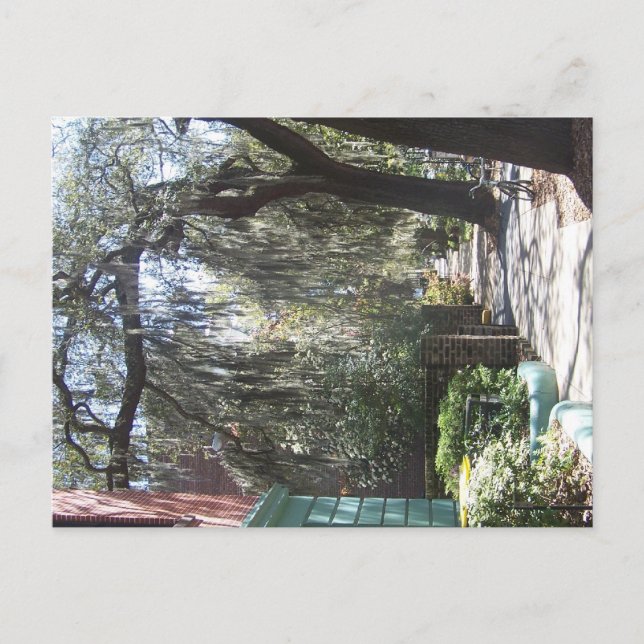 Savannah Moss Vykort (Framsida)