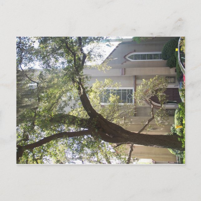 Savannah Mossy Cathedral Vykort (Framsida)