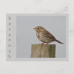 Savannah Sparrow Vykort