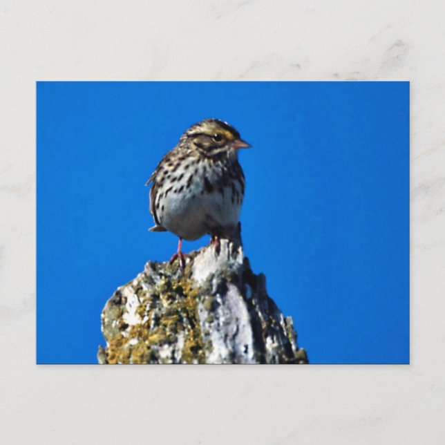 Savannah Sparrow Vykort (Framsida)