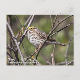 Savannah Sparrow Vykort