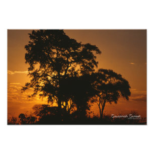 Savannah Sunset Fototryck